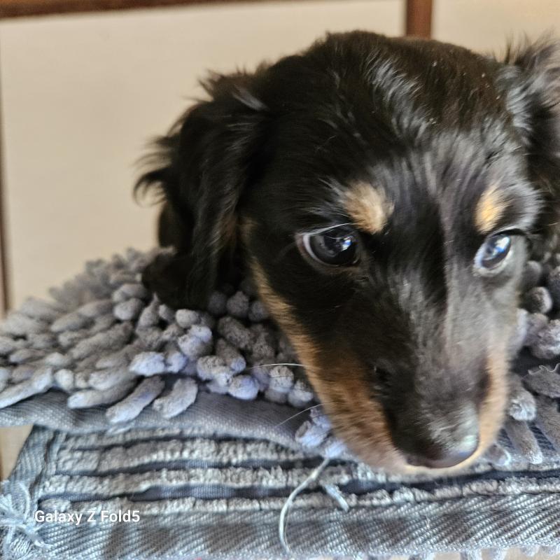 販売中の愛知県のミニチュアダックスフンド(ロングヘアード)-442872の3枚目