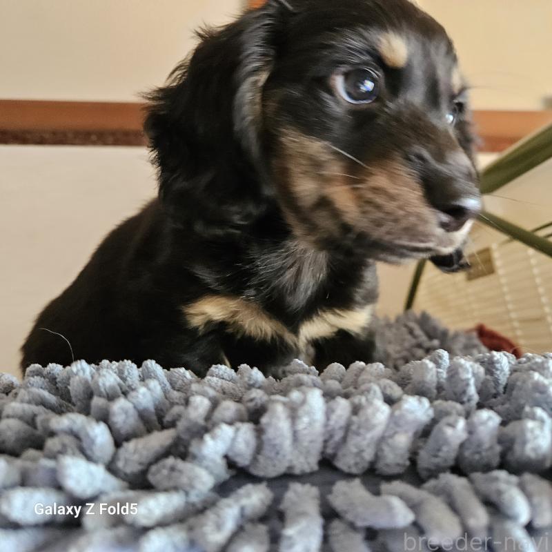 販売中の愛知県のミニチュアダックスフンド(ロングヘアード)-442872の2枚目