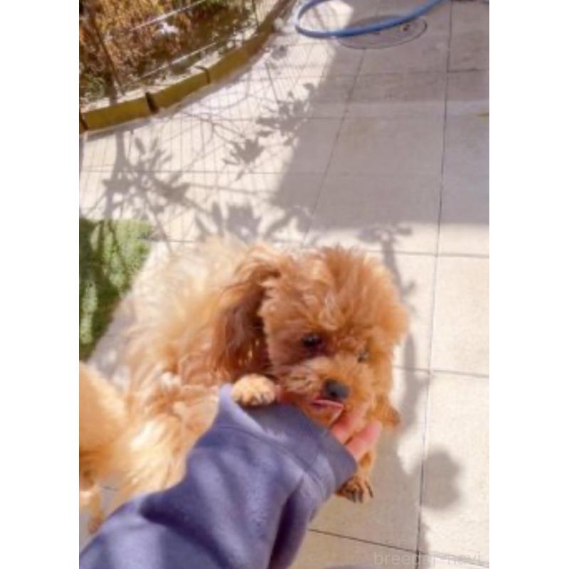 ルディくん3枚目