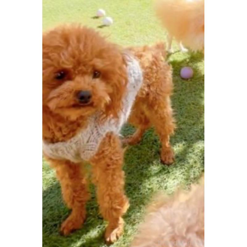 ルディくん4枚目