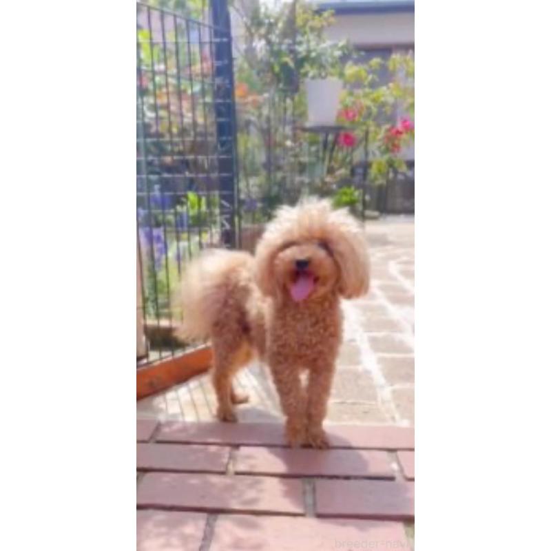 ミーナちゃん7枚目