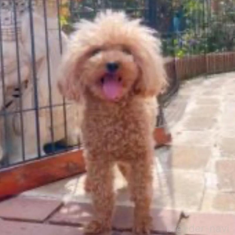 ミーナちゃん8枚目