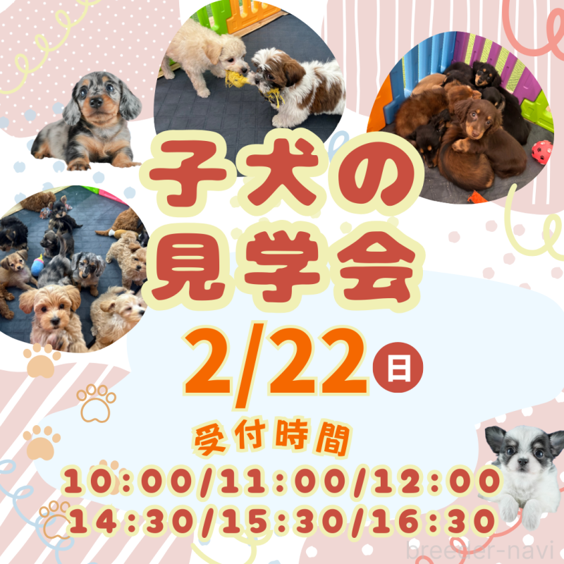 成約済の茨城県のミックス犬-436166の4枚目