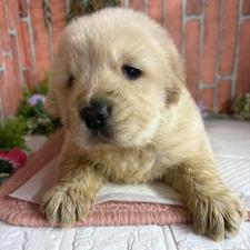 ♀︎ゴールデンレトリーバー