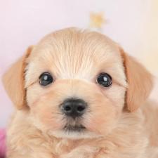 ♀︎マルプー:マルチーズ×トイプードル