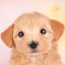 ♀︎マルプー:マルチーズ×トイプードル