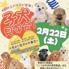 斎藤杏菜ブリーダー