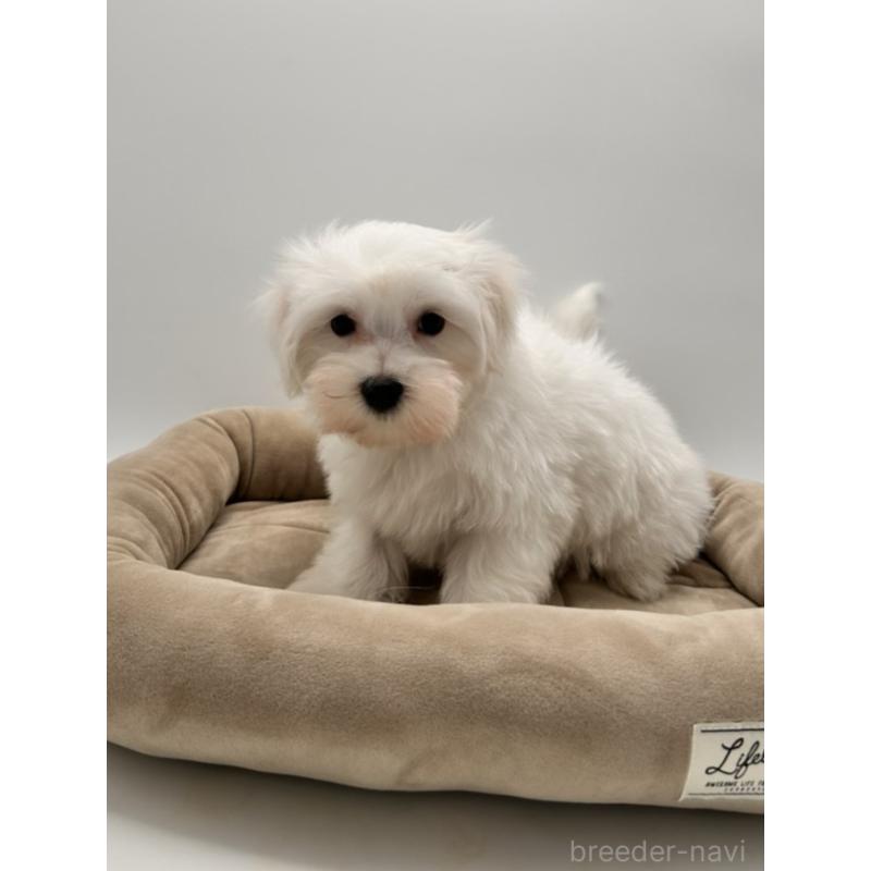 成約済の群馬県のマルチーズ-432293の3枚目