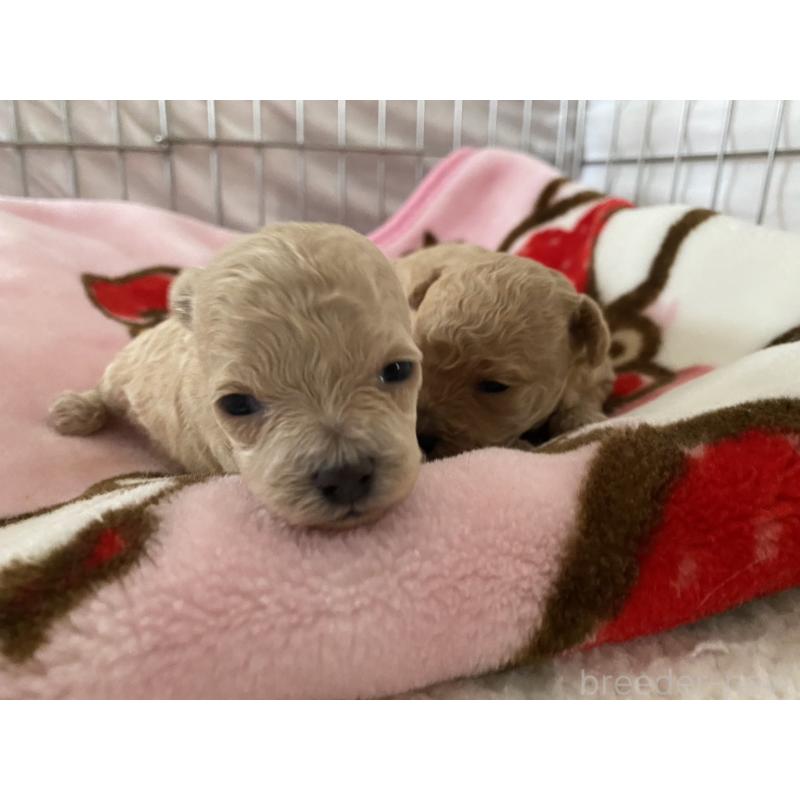 成約済の青森県のティーカッププードル-443673の4枚目