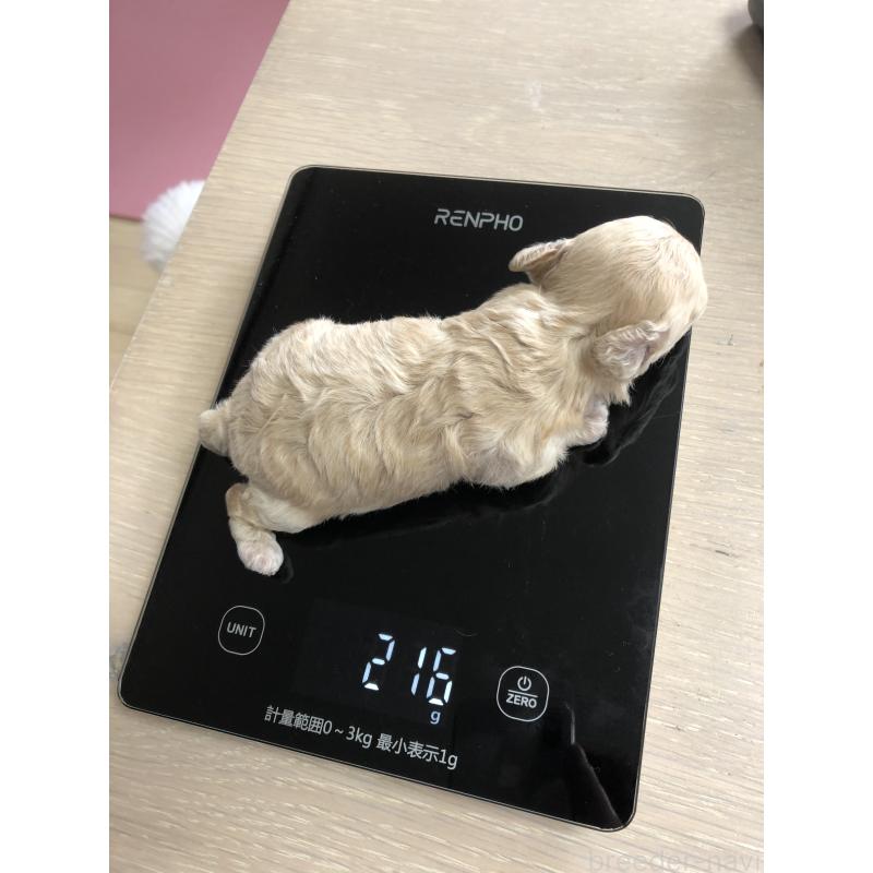 成約済の青森県のティーカッププードル-443673の3枚目