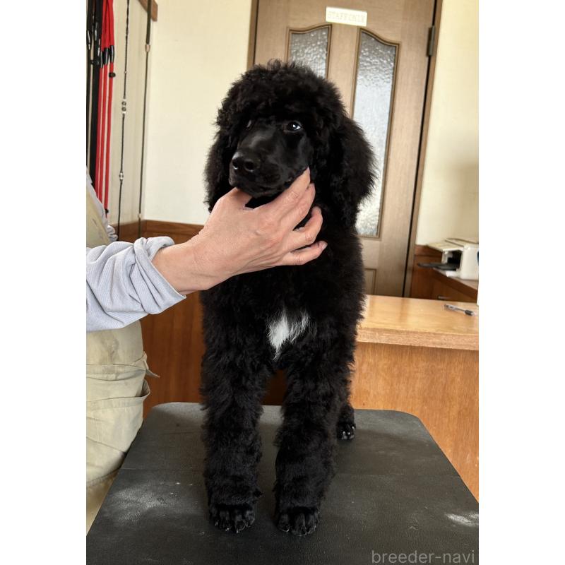 販売中の山梨県のスタンダードプードル-441493の2枚目
