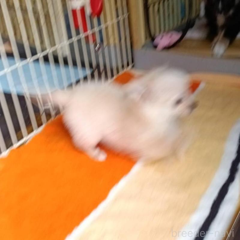 成約済の愛媛県のミックス犬-441671の4枚目