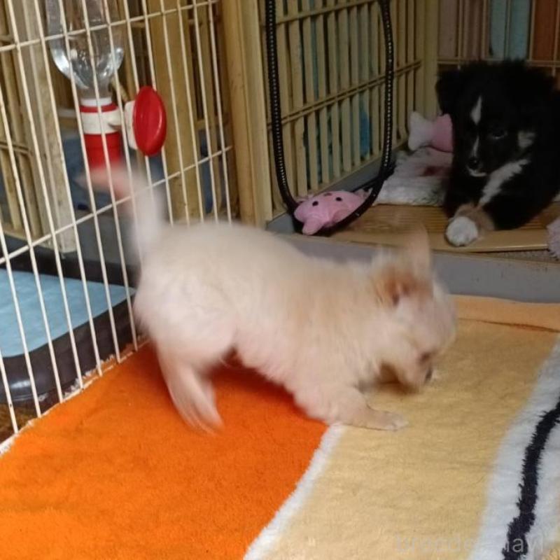 成約済の愛媛県のミックス犬-441671の3枚目