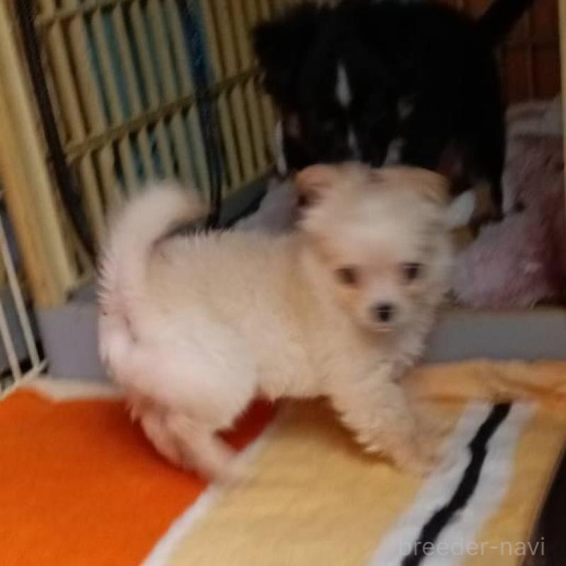 成約済の愛媛県のミックス犬-441671の2枚目