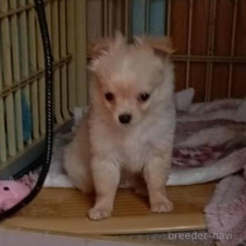 2/16
価格を85000円にお願いします

1/26 LINE

12/10生まれ
血統証なし
ワクチン一回
マイクロチップ代含む
男の子
チワワよりのミックス犬
ホワイト
↑ホワイトではなくクリームです
男の子98000円、
女の子120000円