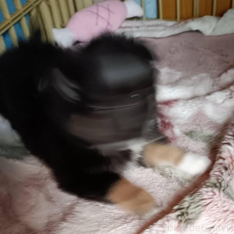 成約済の愛媛県のミックス犬-441669の3枚目