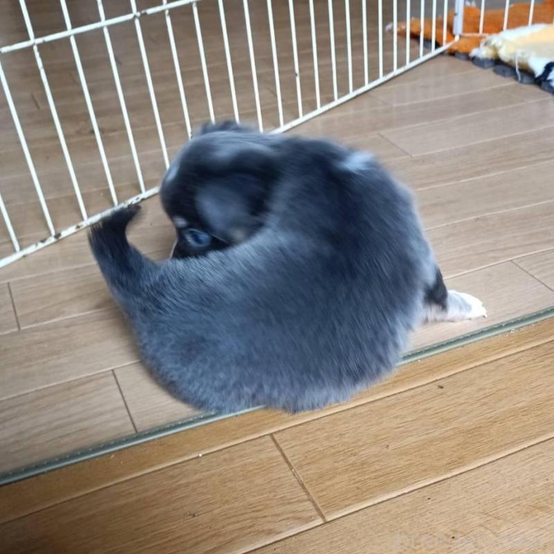 成約済の愛媛県のチワワ(ロングコート)-444159の4枚目