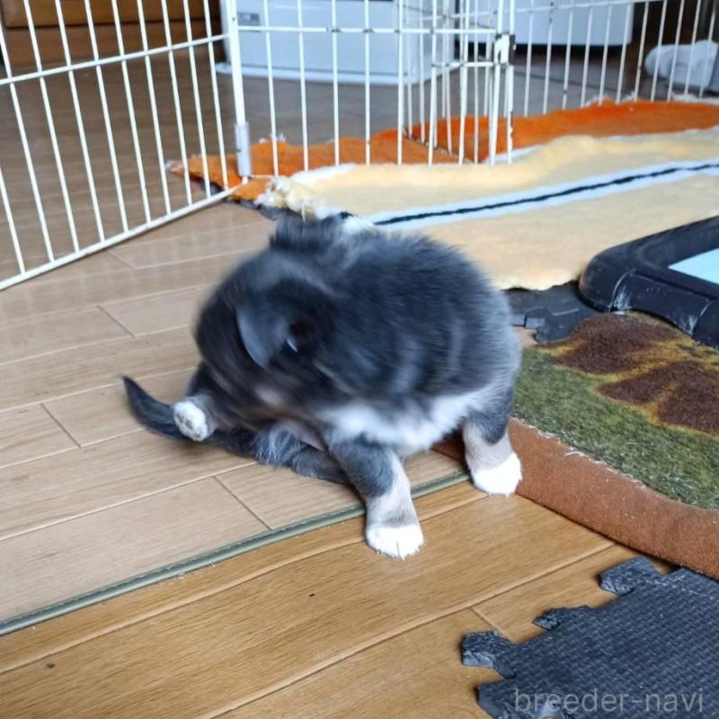 成約済の愛媛県のチワワ(ロングコート)-444159の3枚目