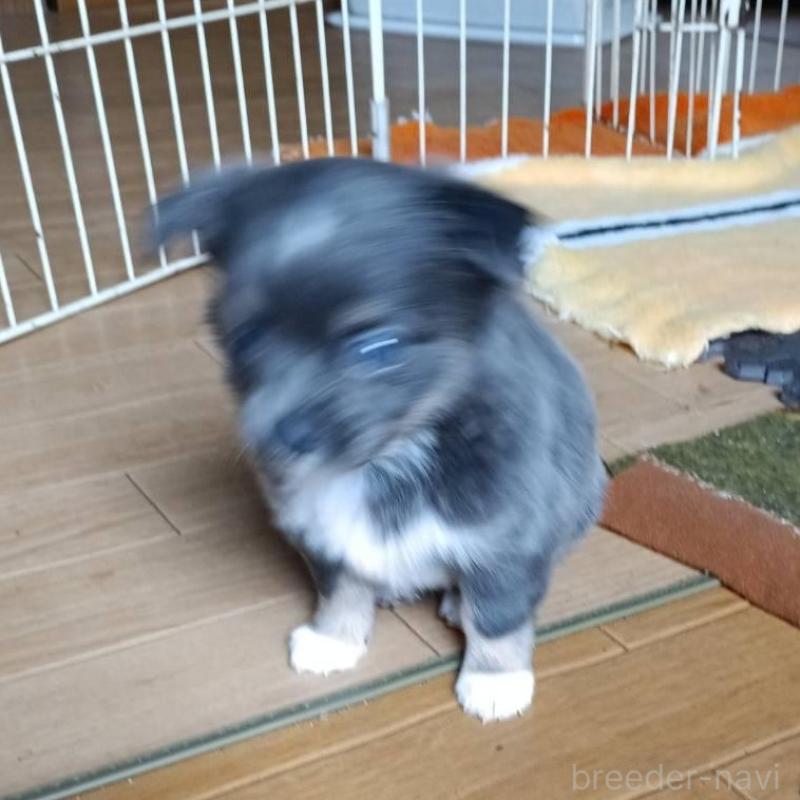 成約済の愛媛県のチワワ(ロングコート)-444159の2枚目