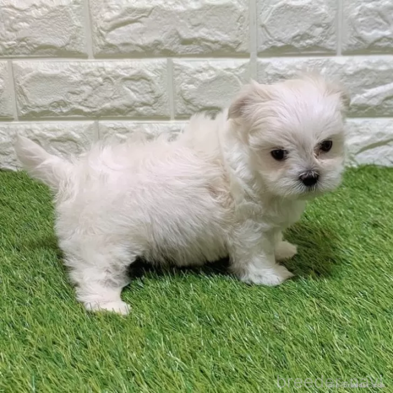 成約済の愛知県のマルチーズ-445355の5枚目