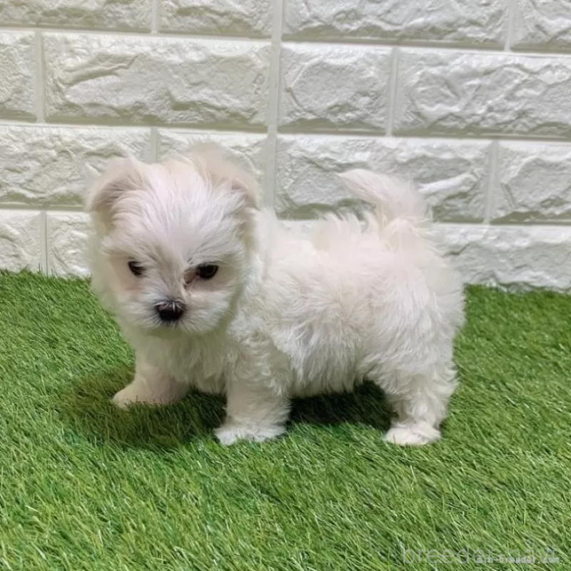 成約済の愛知県のマルチーズ-445355の4枚目