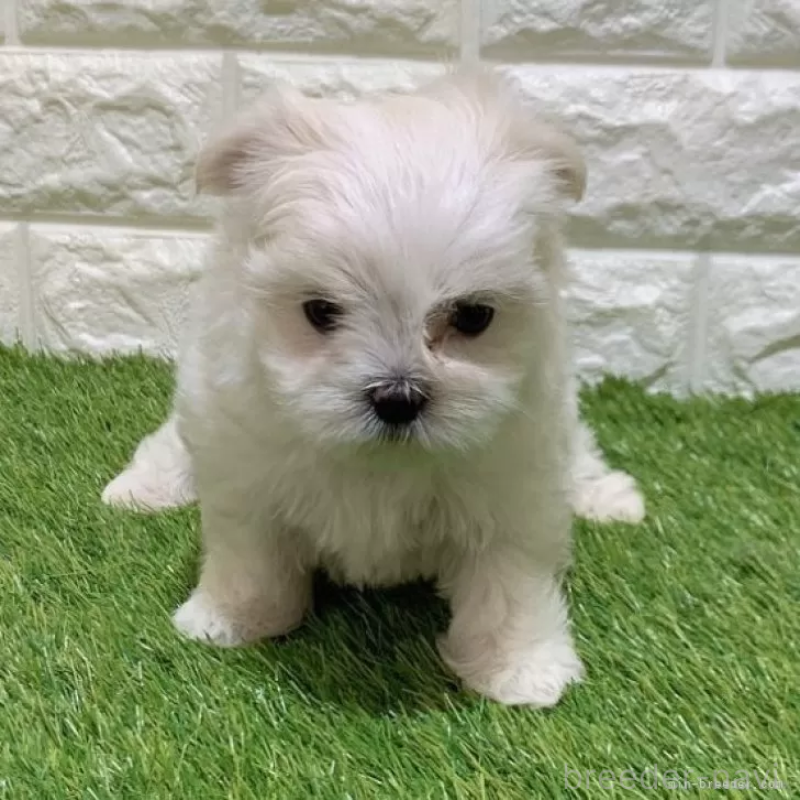 成約済の愛知県のマルチーズ-445355の3枚目