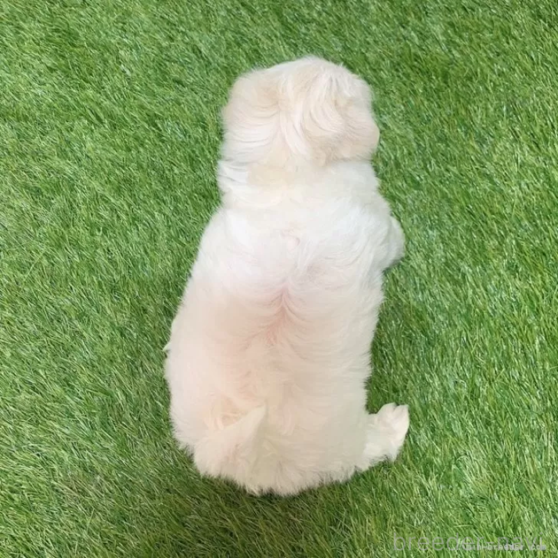 成約済の愛知県のマルチーズ-445355の2枚目