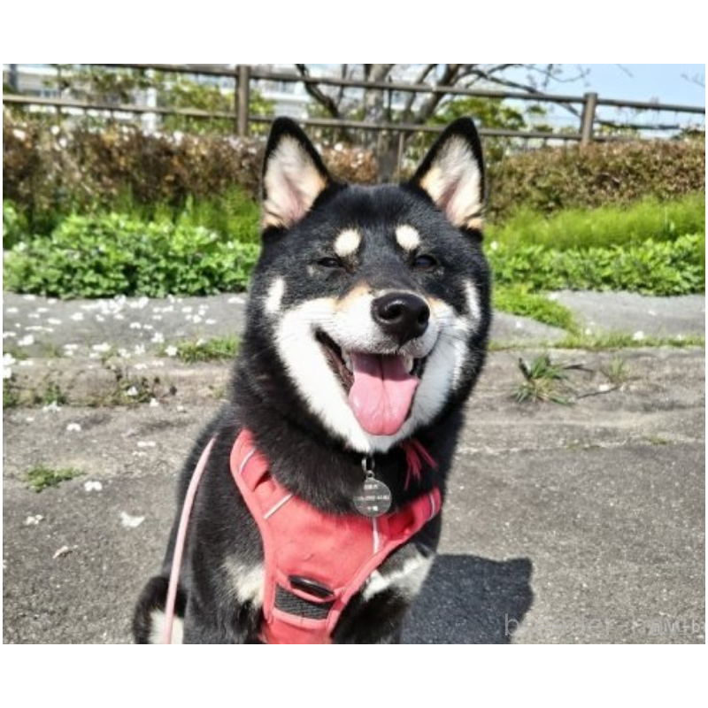 千種那由太ブリーダーの詳細の1枚目