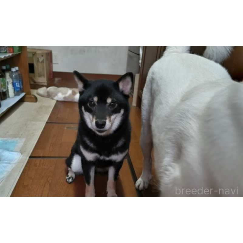 千種那由太ブリーダーの詳細