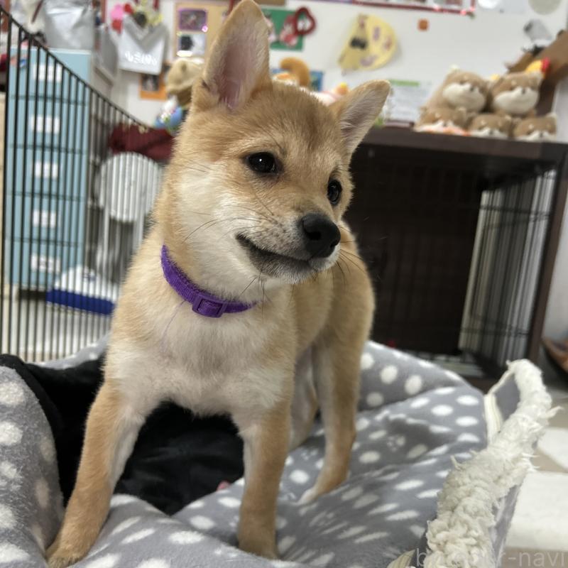 成約済の鹿児島県の豆柴-432162の2枚目