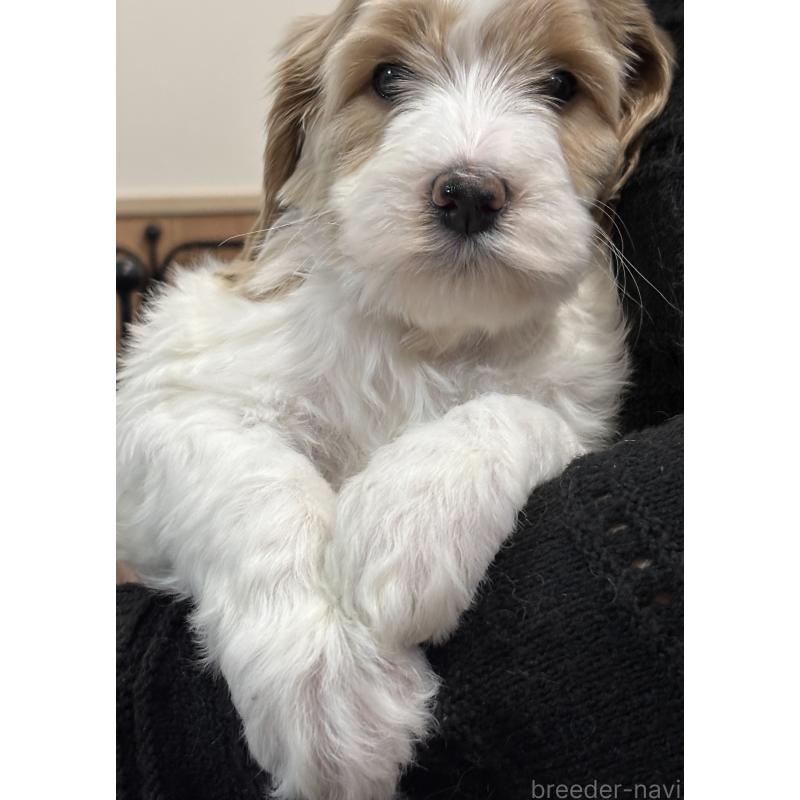 成約済の熊本県のミディアムプードル-444281の4枚目