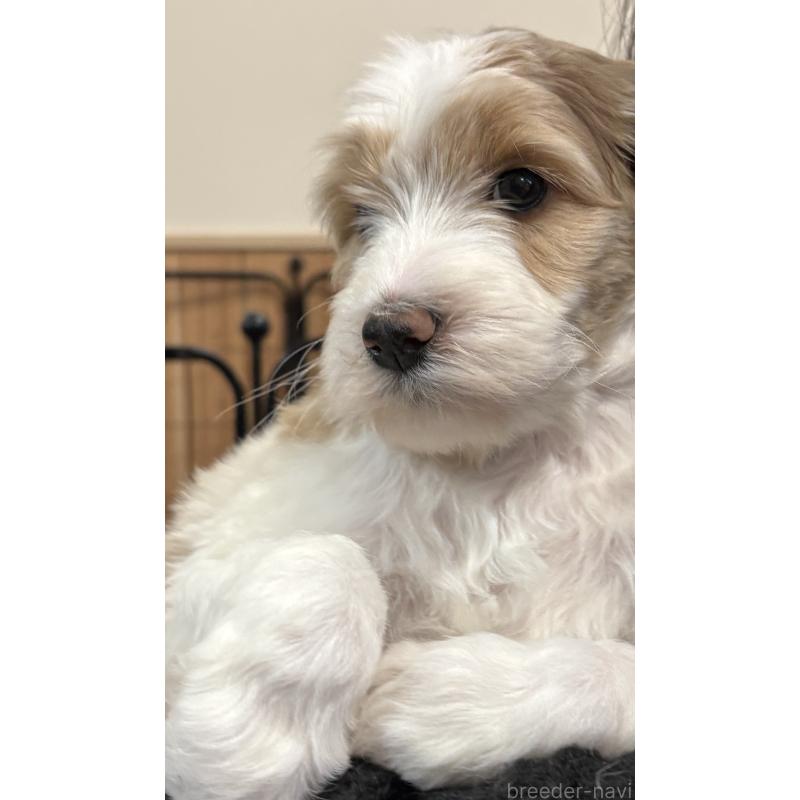 成約済の熊本県のミディアムプードル-444281の3枚目