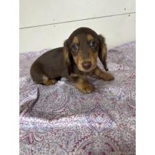 ♀︎ミニチュアダックスフンド(ロングヘアード)