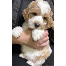 ♀︎ミディアムプードル