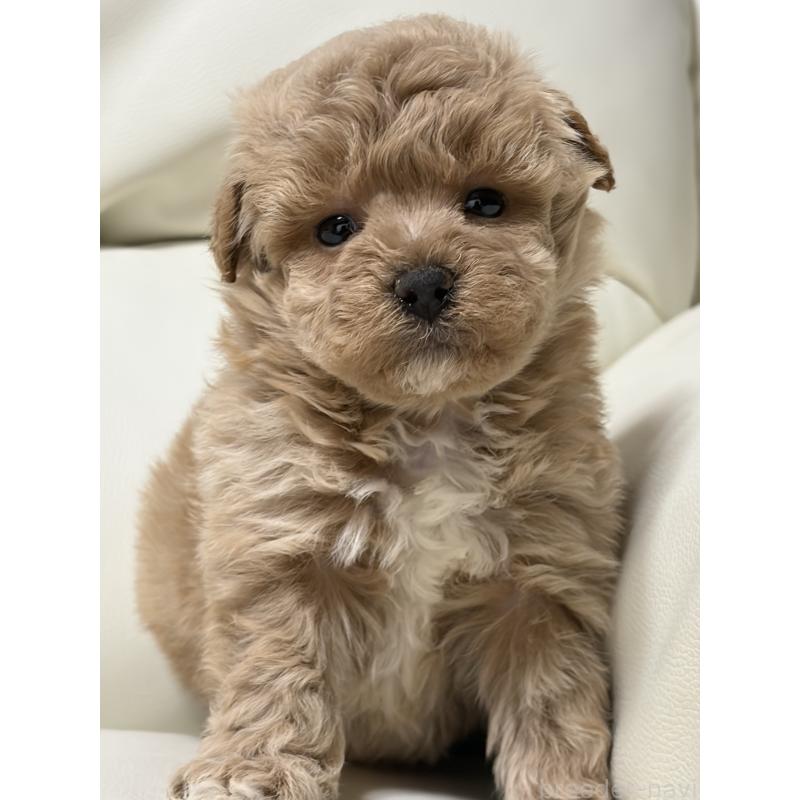 成約済の滋賀県のビションプー:ビションフリーゼ×トイプードル-445337の4枚目