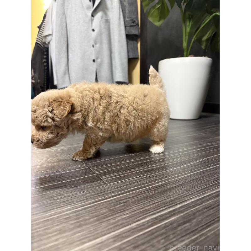 成約済の滋賀県のビションプー:ビションフリーゼ×トイプードル-445337の3枚目