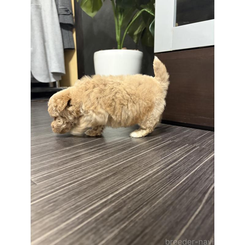 成約済の滋賀県のビションプー:ビションフリーゼ×トイプードル-445337の2枚目