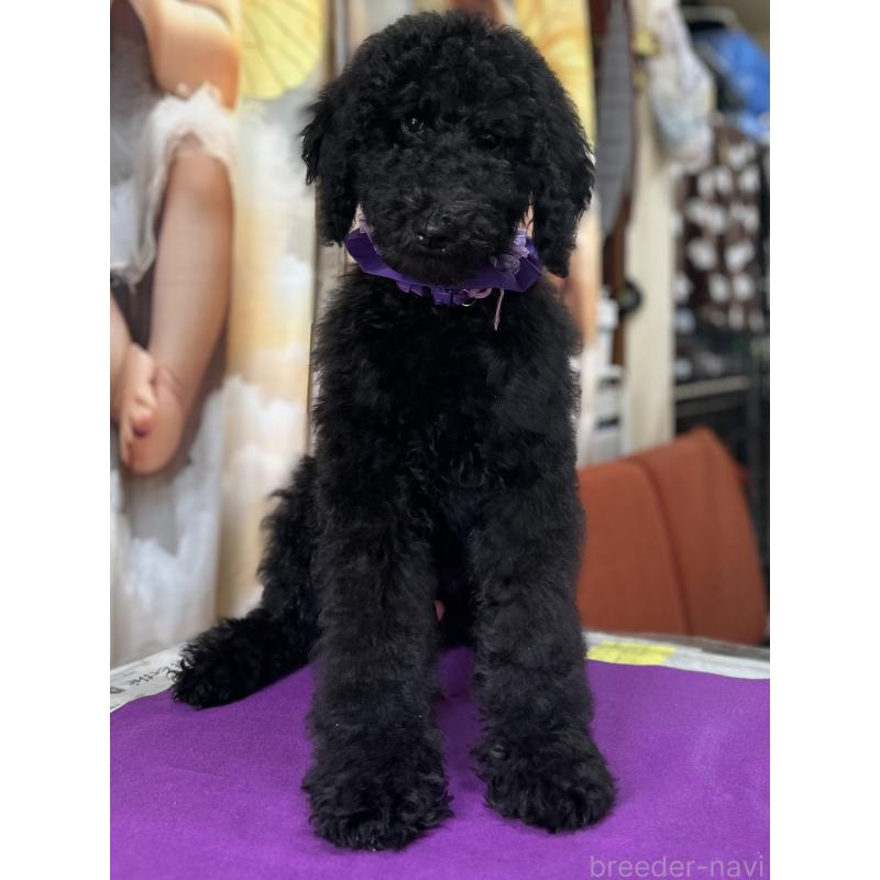 成約済の香川県のスタンダードプードル-428326の3枚目