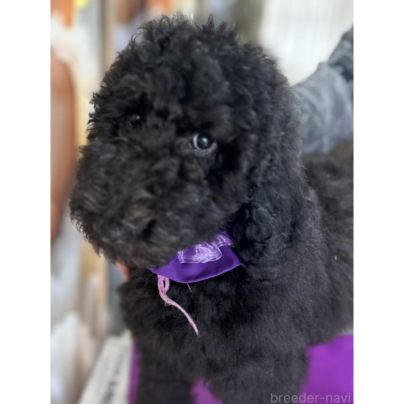 成約済の香川県のスタンダードプードル-428326の2枚目