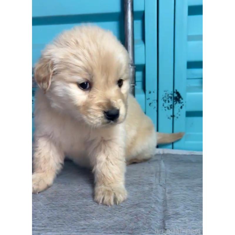 成約済の茨城県のゴールデンレトリーバー-444072の4枚目