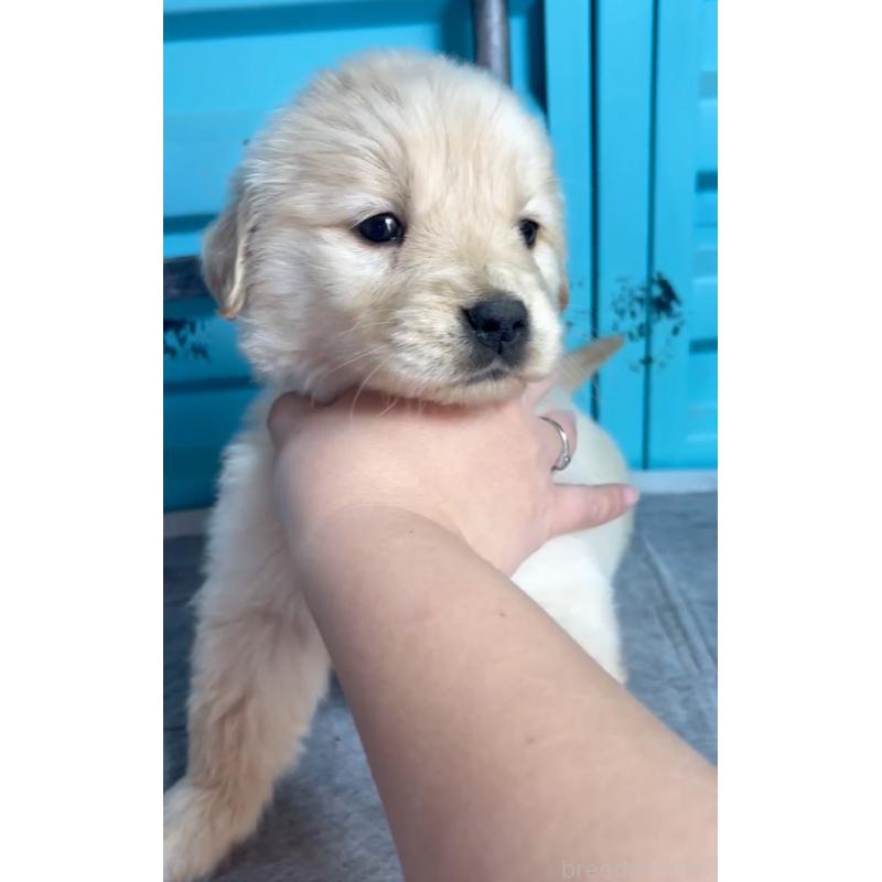 成約済の茨城県のゴールデンレトリーバー-444072の3枚目