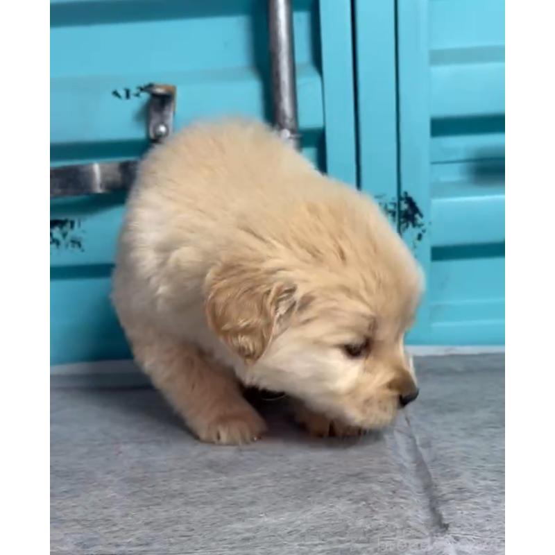 成約済の茨城県のゴールデンレトリーバー-444072の2枚目