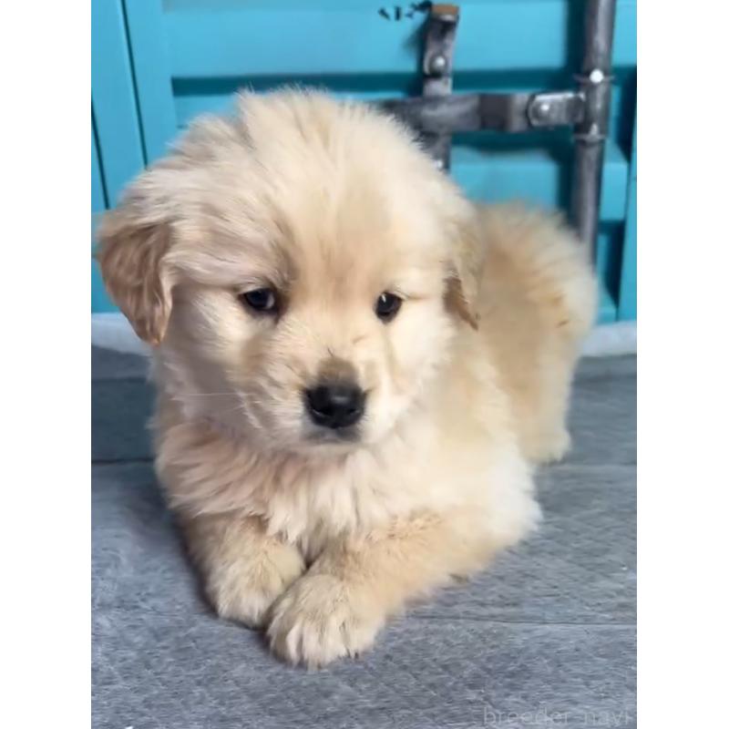 成約済の茨城県のゴールデンレトリーバー-444063の4枚目