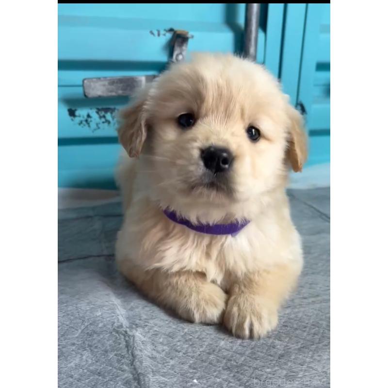 成約済の茨城県のゴールデンレトリーバー-444063の3枚目