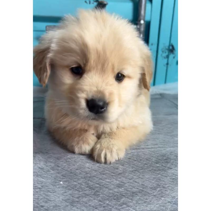 成約済の茨城県のゴールデンレトリーバー-444063の2枚目