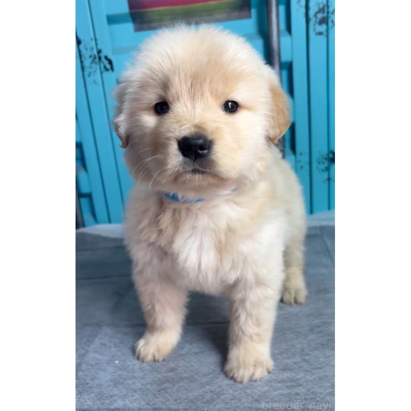 成約済の茨城県のゴールデンレトリーバー-444065の5枚目