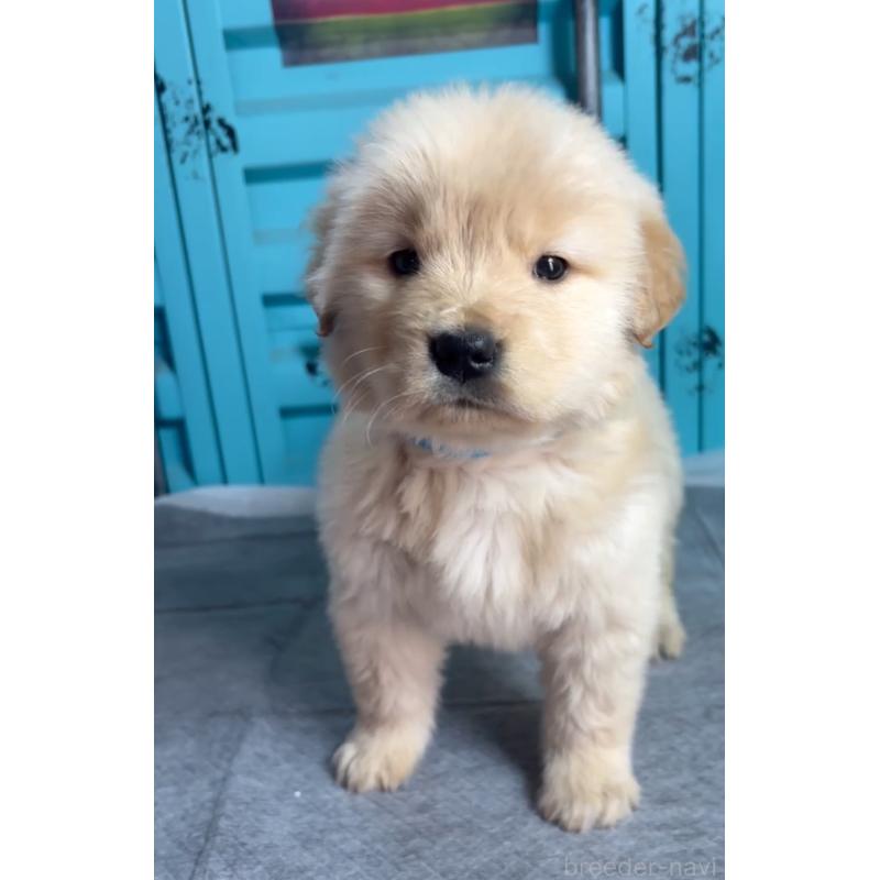 成約済の茨城県のゴールデンレトリーバー-444065の4枚目