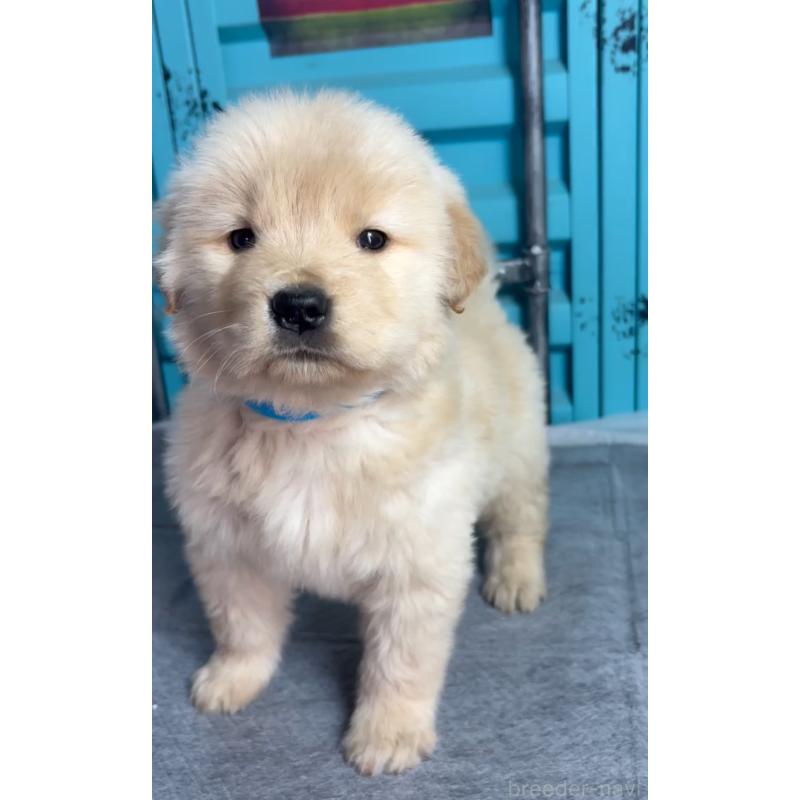 成約済の茨城県のゴールデンレトリーバー-444065の3枚目