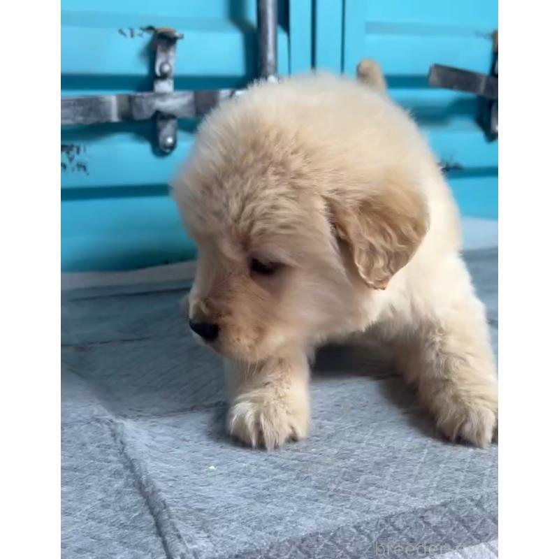 成約済の茨城県のゴールデンレトリーバー-444065の2枚目