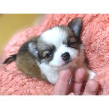 ♀︎チワワ(ロングコート)